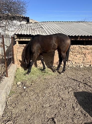 продажа охотничьих собак: Продаю | Кобыла (самка) | Английская | Конный спорт — 8