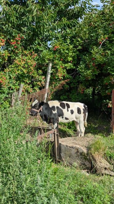 купить дом сосновка: Дом, 80 м², 4 комнаты, Собственник, Старый ремонт — 13