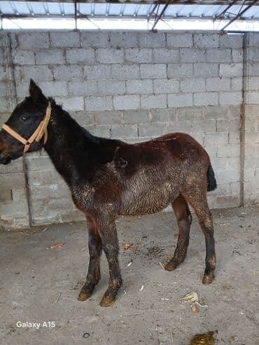 животные корова: ТАЙЛАР сатылат баасы 58 000 сом денсоолугу зынк — 9