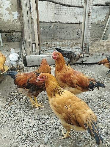 мал базар токмок: Продаю | Куры | Для разведения — 4