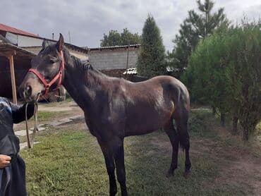 конь рабочий: Продаю | Конь (самец) | Конный спорт — 1