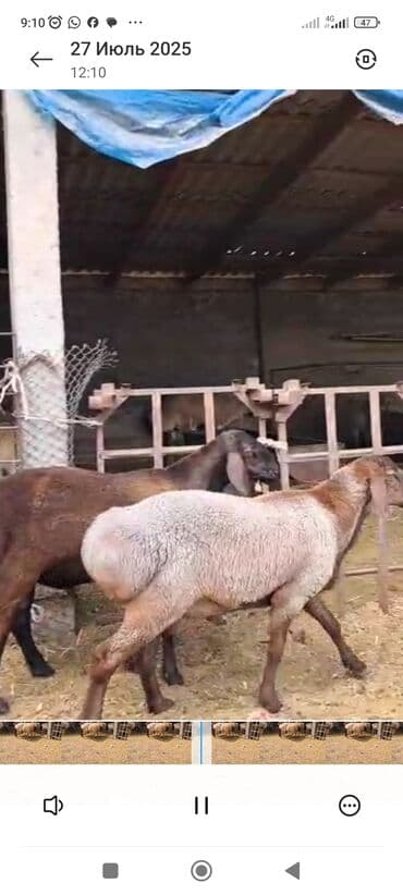 дома для кошек: Продаю | Баран (самец) — 3