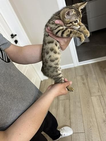 Срочно продается бенгальские котёнки остались мальчик и девочка