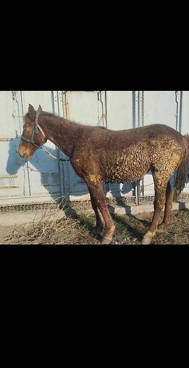 жеребёнок лошадь: Продаю | Кобыла (самка) | Для разведения — 3