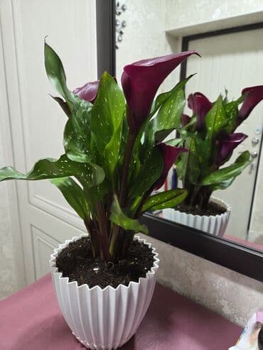 листы контейнер: Саговник (Cycas revoluta) в декоративном горшке. - Экзотическое — 1