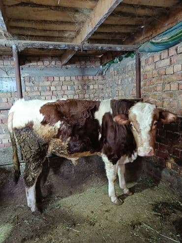 Грызуны: Продаю | Бык (самец) | Симментальская | На откорм | Племенные — 3