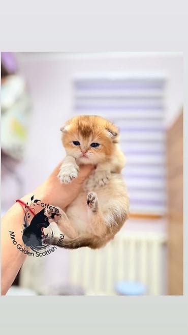 кошка бурма: Скотиш Фолд (Шотландская вислоухая), 1 месяц, Мальчик, Золотая шиншилла, Приучена к лотку, Проглистована, С документами — 2