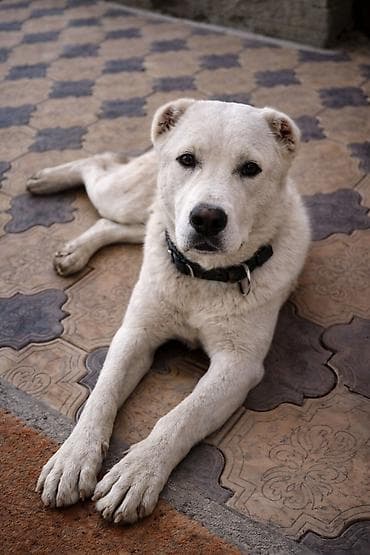 Алабай, 1 год, Самка, С прививкой