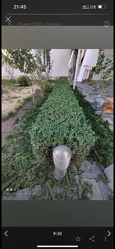Работа: 🌱Я Садовник Стрижка Живой изгородь,самшит,Туи,хвойные растения, Я — 9