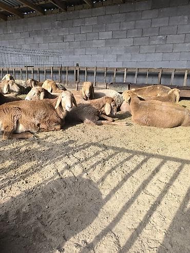 арашанские матки: Продаю | Ягненок | Арашан | Для разведения | Племенные — 6