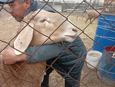 ара: Сатам | Кочкор (эркек) | Арашан | Көбөйтүү үчүн | Жасалма жол менен боозутуу — 3