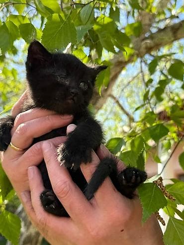 животные кот: Очаровательные котята, мальчик и девочка, оба черные, ищут добрые и — 3