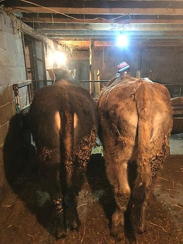 животные крс: Продаю | Тёлка | На забой, На откорм | Привязанные — 8