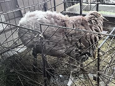 боровая матка: Продаю | Овца (самка) | Полукровка, Арашан | На забой, Для разведения | Осеменитель — 2