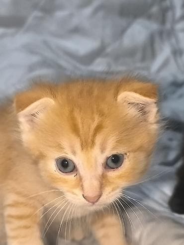 scottish fold: Скотиш Фолд (Шотландская вислоухая), 1 месяц, Мальчик, Приучена к лотку — 2