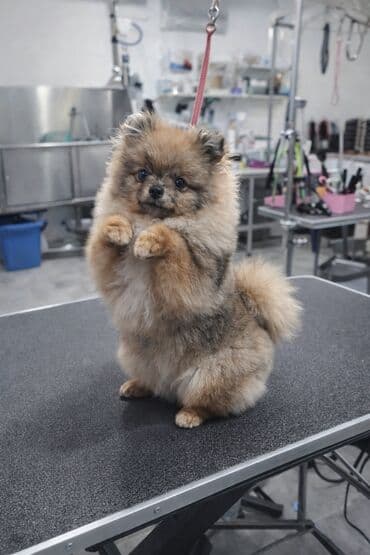 узи лошадей: Продаётся померанский шпиц, девочка 💕 Дрессированная, выполняет — 2