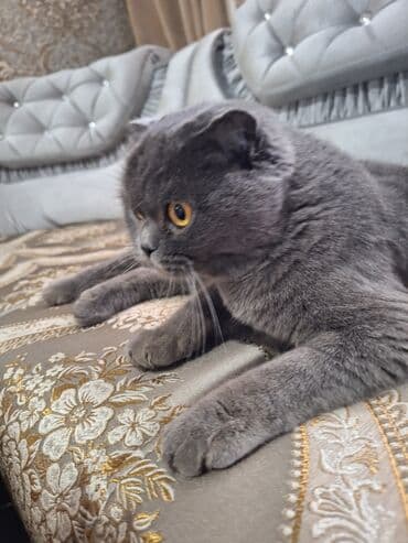 в связи с переездом отдам попугая жако в добрые руки: Шотландская вислоухая кошка (Scottish Fold) Девочка молодая,рожала 1 — 25