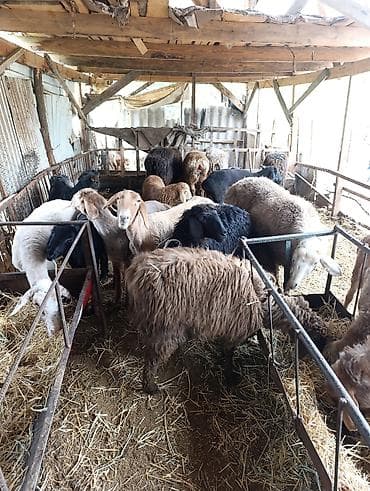 яицо черепахи: Продаю | Овца (самка) | Полукровка | На забой | Матка — 7