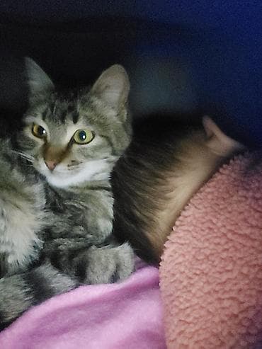сибирская вислоухая кошка: Одаем в хорошие руки Очень умный и хорошиий Кот Домашняя кот окраса — 1