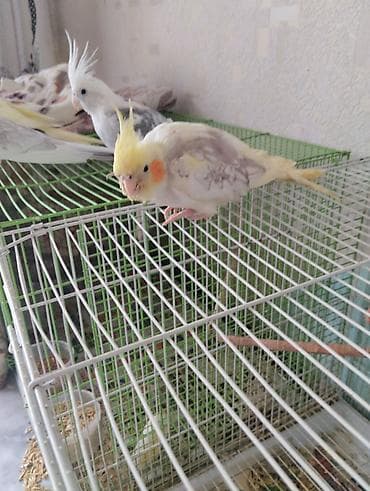 купить яйцо перепелиное инкубационное: Нимфы (кореллы) разных окрасов - Вид: корелла (Nymphicus — 1