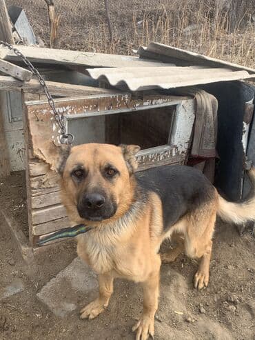 продать собаку: Немецкая овчарка, 1 год, Самец, С прививкой — 2