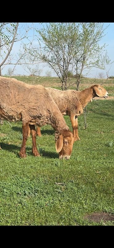 ат ош: Продаю | Овца (самка), Ягненок, Баран (самец) | Арашан | Для разведения | Племенные, Котные, Матка — 8