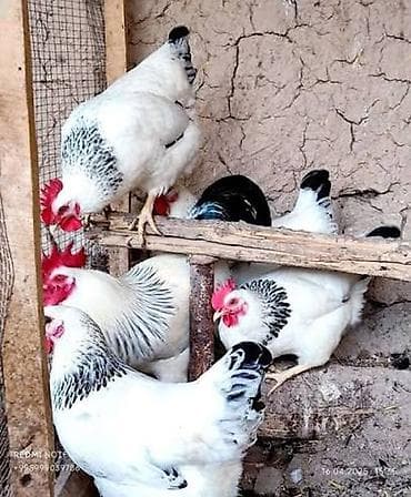 Животные: Продаю | Инкубационные яйца | Суссекс | Для разведения — 1