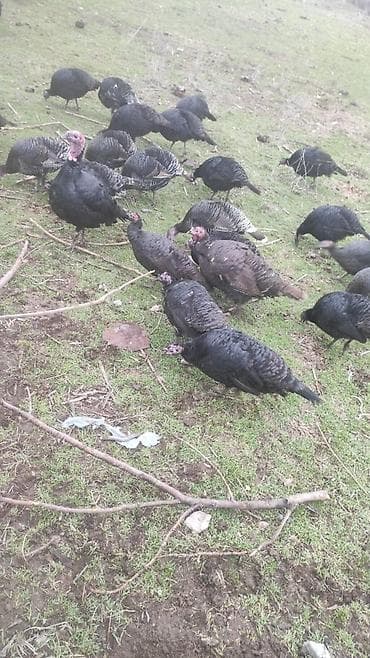 Индюки: Продаю | Индюк (самец), Индюшка (самка), Инкубационные яйца | Для разведения | Племенные — 1