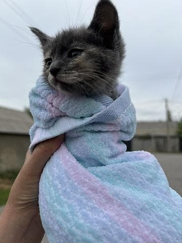 общита: Кошка даром: Беспородная, 2 месяца, Девочка — 1