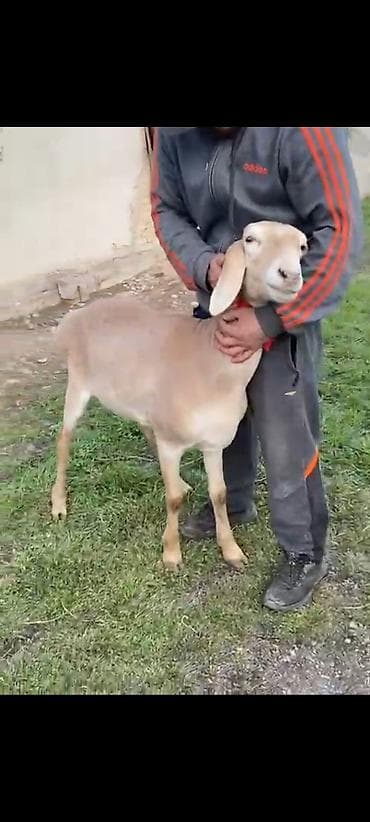 А/ч жаныбарлары үчүн тоюттар: Сатам | Ургаачы кой (ургаачы) | Көбөйтүү үчүн | Токту — 1