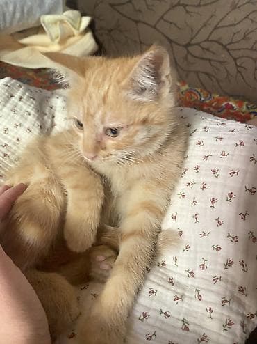 Животные: Кошка даром: Беспородная, 3 месяца, Девочка — 2
