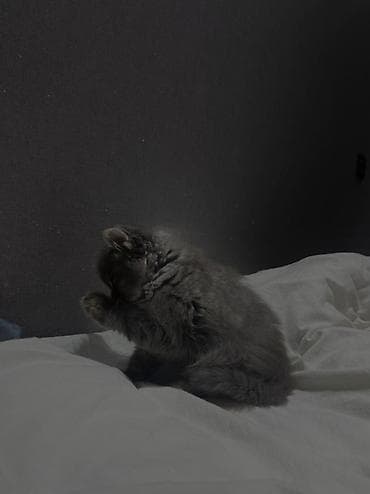 Мышыктар: Шотландская прямоухая Скоттиш Страйт (серо‑дымчатый окрас, мягкая — 4