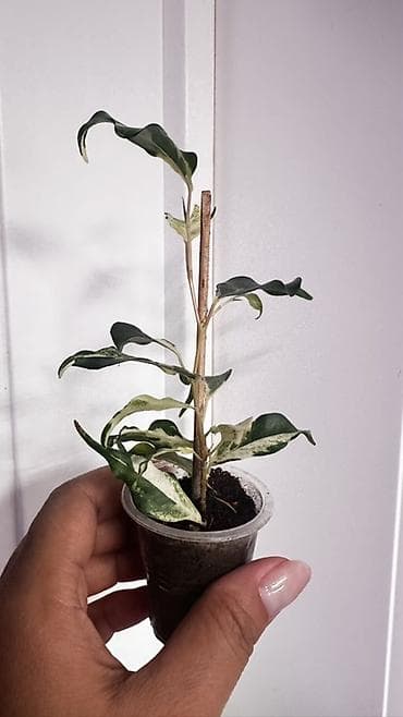 лировидный фикус: Фикус с пестрыми листьями (вариагатный саженец) - Комнатное — 3