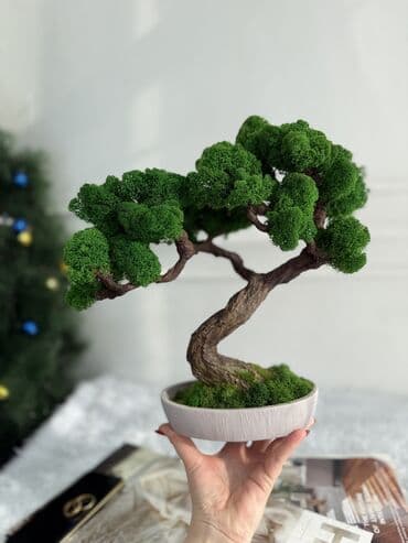 светящиеся камни: Авторские интерьерные композиции из стабилизированного мха 1) Райский — 6