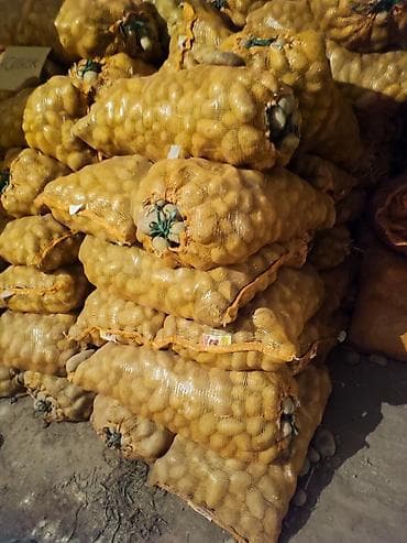 биндеры 22 листа для дома: Картошка Оптом — 2