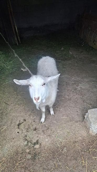 Үй жаныбарлары: Сатам | Эчки (ургаачы) | Көбөйтүү үчүн — 3