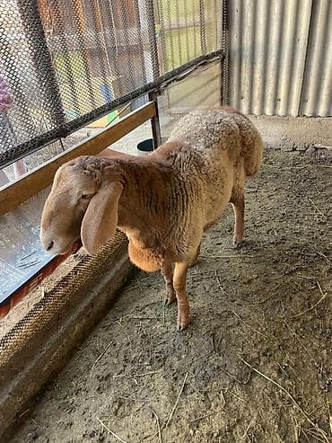 арашан овцы: Сатам | Кочкор (эркек) | Арашан | Көбөйтүү үчүн | Асыл тукумдуу, Жасалма жол менен боозутуу — 5