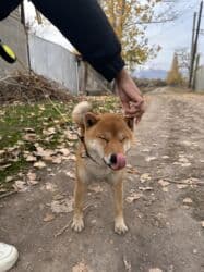 бойцовская собака: Сиба-ину, 1 год, Самец, С прививкой — 6