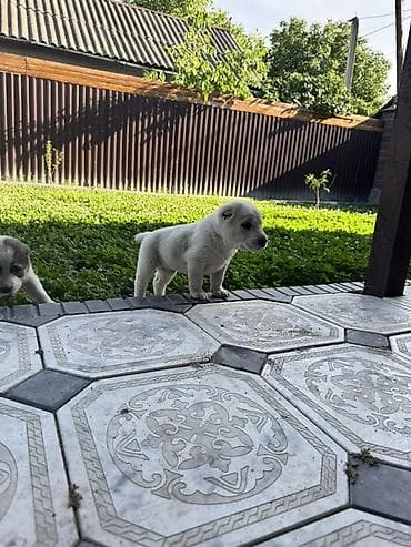 овчарка собака: Продаем щенков САО Алабай чистокровные по всем интересующимся — 1