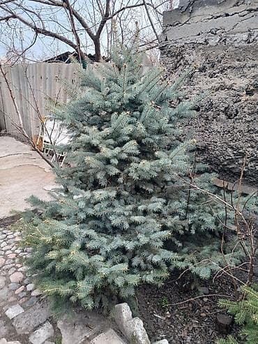ягода калина: Ель голубая (Picea pungens, «голубая ель»), декоративная хвойная — 2