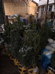 купить декоративные деревья: Саженцы деревьев: Туи — 8