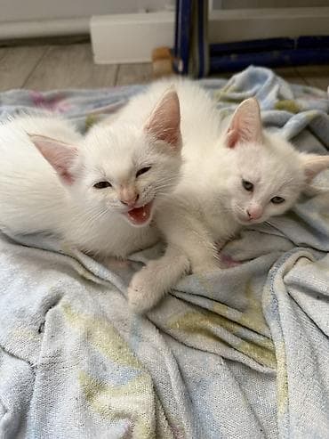 cat sofa: Белоснежные котята-близнецы - Окрас: ушки и хвостик другого цвета — 2