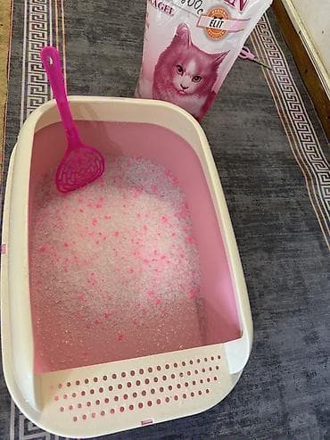 британский короткошерстный кот: Британская короткошёрстная, 6 месяцев, Мальчик, Приучена к лотку — 5