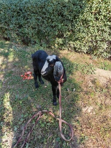 купить собаку доберман в бишкеке: Продаю | Коза (самка) | Для разведения | Котные — 1