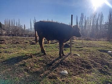 французский бульдог цена: Продаю | Бык (самец) | На откорм | Привязанные — 5