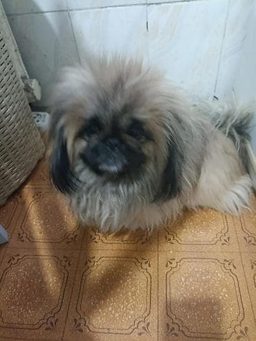 пекинес купить: Пекинес, мальчик, породистый, 4 года
Ищет подружку — 2