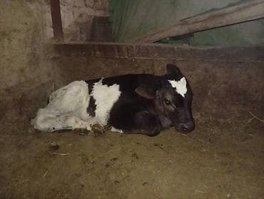 самый лучший сильный умный собака: Продаю | Корова (самка) | Для молока | После отела — 2