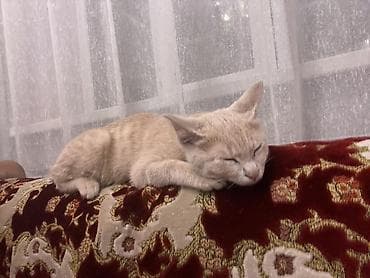 корм кошачий: Кошка даром: Беспородная, 4 месяца, Мальчик, Приучена к лотку, Проглистована — 4