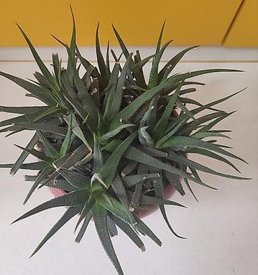 Комнатные розы: Взрослые кусты хавортий самовывоз из Тунгуча или из района Ошского — 2