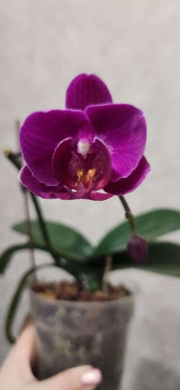 Хозтовары: Орхидея фаленопсис в прозрачном горшке. - Окраска цветка — 2